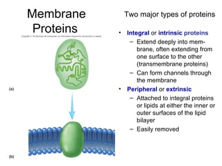 Membrane Proteins   Integral  or  intrinsic   proteins Extend deeply into mem- brane, often   extending from one surface to the other (transmembrane proteins) Can form channels through the membrane Peripheral  or  extrinsic Attached to integral proteins or lipids at either the inner or outer surfaces of the lipid bilayer Easily removed Two major types of proteins 