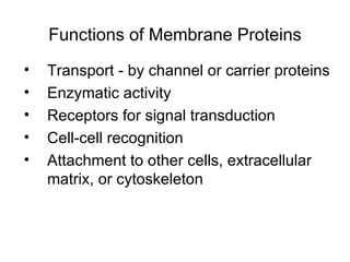 Functions of Membrane Proteins Transport - by channel or carrier proteins Enzymatic activity Receptors for signal transduction Cell-cell recognition Attachment to other cells, extracellular matrix, or cytoskeleton 