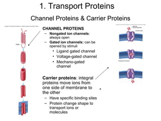 Channel Proteins & Carrier Proteins CHANNEL PROTEINS Nongated ion channels : always open Gated ion channels:   can be opened by stimuli Ligand gated channel  Voltage-gated channel Mechano-gated channel Carrier proteins : integral proteins move ions from one side of membrane to the other Have specific binding sites Protein change shape to transport ions or molecules 1. Transport Proteins 