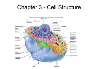 Chapter 3 - Cell Structure 