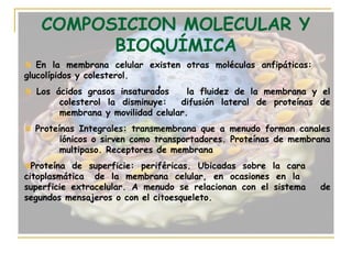 COMPOSICION MOLECULAR Y
         BIOQUÍMICA
   En la membrana celular existen otras moléculas anfipáticas:
glucolípidos y colesterol.
  Los ácidos grasos insaturados     la fluidez de la membrana y el
       colesterol la disminuye:   difusión lateral de proteínas de
       membrana y movilidad celular.
  Proteínas Integrales: transmembrana que a menudo forman canales
        iónicos o sirven como transportadores. Proteínas de membrana
        multipaso. Receptores de membrana
  Proteína de superficie: periféricas. Ubicadas sobre la cara
citoplasmática de la membrana celular, en ocasiones en la
superficie extracelular. A menudo se relacionan con el sistema   de
segundos mensajeros o con el citoesqueleto.
 