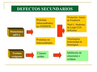 DEFECTOS SECUNDARIOS
                               •Frataxina: Ataxia
             Proteínas         de Friedreich
             mitocondriales:   •Surf-1: Síndrome
             no OXPHOS         de Leigh COX
                               deficiente
Mutaciones
 nDNA
             Proteínas no      •Huntingtina:
             mitocondriales    Enfermedad de
                               Huntington


  Toxinas    Cianuro           Inhibición de
 exógenas    azidas            citocromo c
                               oxidasa
 