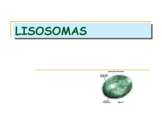 LISOSOMAS
LISOSOMAS
 