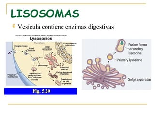 LISOSOMAS
   Vesícula contiene enzimas digestivas
 