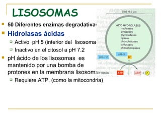 LISOSOMAS
   50 Diferentes enzimas degradativas
   Hidrolasas ácidas
       Activo pH 5 (interior del lisosoma)
       Inactivo en el citosol a pH 7.2
   pH ácido de los lisosomas es
    mantenido por una bomba de
    protones en la membrana lisosomal
       Requiere ATP, (como la mitocondria)
 