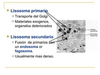    Lisosoma primario
       Transporte del Golgi
       Materiales exogenos,
        organelos deteriorados

   Lisosoma secundario
       Fusión de primarios con
        un endosoma or
        fagosoma.
       Usualmente mas denso.
 