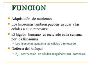 FUNCION
   Adquisición de nutrientes
   Los lisosomas también pueden ayudar a las
    células a auto renovarse.
   El hígado humano es reciclado cada semana
    por los lisosomas.
       Los lisosomas ayudan a las células a renovarse
   Defensa del huésped
       Ej., destrucción de células sanguíneas con bacterias.
 
