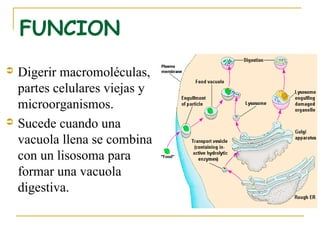 FUNCION
   Digerir macromoléculas,
    partes celulares viejas y
    microorganismos.
   Sucede cuando una
    vacuola llena se combina
    con un lisosoma para
    formar una vacuola
    digestiva.
 
