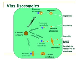 Vías lisosomales
                            Lisosoma
                                                 Fagosoma
                            secundario

                                                                   Fagocitosis




                             is
                           os
                    c it
                                         Lisosoma


                  go
                                         secundario                Pinocitosis
               Fa                   is                Vesicula
                               citos
                          pino                        pinocotica
                    Rec
    Lisosoma           ept
                          o
    primario          end r med
                          ocit iand                                Revestido
                              osis  o
               Autofa




                                                                   RME
                                   Lisosoma
                     go




                                   secundario                      Reciclaje de
                                                       Endosoma
                                                                   Receptores de
                                                                   membrana
          Lisosoma
                                                 Vacuola
          secundario
                                                autofagica
 