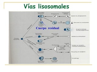 Vías lisosomales


    Cuerpo residual
 