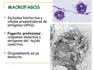 MACROFAGOS

   Incluidos histiocitos y
    células presentadoras de
    antígenos (APCs)

   Fagocito profesional ,
    consumen desechos y
    antígenos del tejido
    conectivo.

   Originalmente es un
    monocito.
 