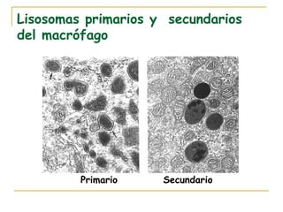 Lisosomas primarios y secundarios
del macrófago




         Primario    Secundario
 