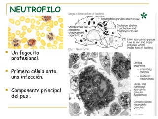 NEUTROFILO
                           *
   Un fagocito
    profesional.

   Primera célula ante
    una infección.

   Componente principal
    del pus .
 