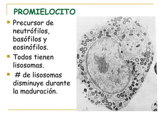 PROMIELOCITO
   Precursor de
    neutrófilos,
    basófilos y
    eosinófilos.
   Todos tienen
    lisosomas.
    # de lisosomas
    disminuye durante
    la maduración.
 