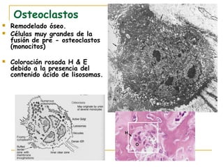 Osteoclastos
   Remodelado óseo.
   Células muy grandes de la
    fusión de pre - osteoclastos
    (monocitos)

   Coloración rosada H & E
    debido a la presencia del
    contenido ácido de lisosomas.
 