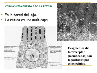 CELULAS PIGMENTADAS DE LA RETINA


   En la pared del ojo.
   La retina es una multicapa




                                       Fragmentos del
                                       fotoreceptor
                                       (membranas) son
                                       fagocitadas por
                                       estas celulas.
 