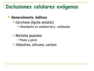 Inclusiones celulares exógenas
   Generalmente dañinas
      Caroteno (lipido soluble)

            Abundante en zanahorias y calabazas

       Metales pesados
            Plomo y plata
       Asbestos, silicona, carbon
 