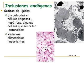 Inclusiones endógenas
   Gotitas de lípidos
      Encontradas en

       células adiposas ,
       hepáticas, algunas
       células que secretan
        esteroides.
      Reservas

       alimenticias
       importantes



                              FH 4.13
 