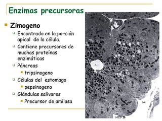 Enzimas precursoras
   Zimogeno
       Encontrado en la porción
        apical de la célula.
       Contiene precursores de
        muchas proteínas
        enzimáticas
       Páncreas
          tripsinogeno

       Células del estomago
          pepsinogeno

       Glándulas salivares
          Precursor de amilasa
 