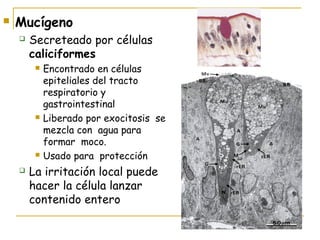    Mucígeno
       Secreteado por células
        caliciformes
            Encontrado en células
             epiteliales del tracto
             respiratorio y
             gastrointestinal
            Liberado por exocitosis se
             mezcla con agua para
             formar moco.
            Usado para protección
       La irritación local puede
        hacer la célula lanzar
        contenido entero
 