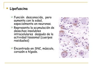    Lipofuscina

       Función desconocida, pero
        aumenta con la edad,
        especialmente en neuronas.
       Representa la acumulación de
        desechos insolubles
        intracelulares después de la
        actividad lisosomal (cuerpos
        residuales)

       Encontrado en SNC, músculo,
        corazón e hígado.
 