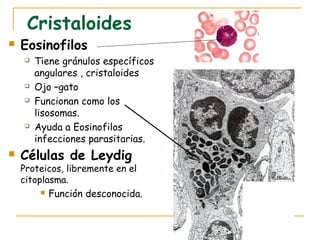 Cristaloides
   Eosinofilos
       Tiene gránulos específicos
        angulares , cristaloides
       Ojo –gato
       Funcionan como los
        lisosomas.
       Ayuda a Eosinofilos
        infecciones parasitarias.
   Células de Leydig
    Proteicos, libremente en el
    citoplasma.
            Función desconocida.
 