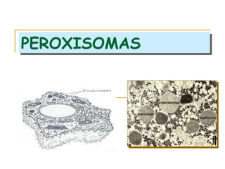 PEROXISOMAS
PEROXISOMAS
 