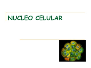 NUCLEO CELULAR
 