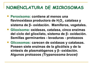 NOMENCLATURA DE MICROSOMAS
   Peroxisoma: contiene al menos una
    flavinoxidasa productora de H2O2 , catalasa y
    sistema de β- oxidación. Mamíferos, vegetales.
   Glioxisoma: oxidasas, catalasa, cinco enzimas
    del ciclo del glioxilato, sistema de β- oxidación.
    Semillas germinantes - levaduras - protozoos
   Glicosomas: carecen de oxidasas y catalasas.
    Poseen siete enzimas de la glicólisis y de la
    síntesis de plasmalógenos y β- oxidación.
    Algunos protozoos (Trypanosoma brucei)
 