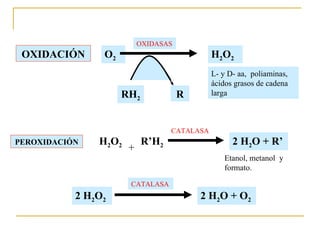 OXIDASAS
 OXIDACIÓN      O2                           H2O2
                                             L- y D- aa, poliaminas,
                                             ácidos grasos de cadena
                     RH2             R       larga



                                  CATALASA
PEROXIDACIÓN   H2O2        R’H2                    2 H2O + R’
                      +
                                                Etanol, metanol y
                                                formato.

                      CATALASA
           2 H2O2                        2 H2O + O2
 