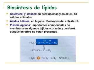 Biosíntesis de lípidos
   Colesterol y dolicol: en peroxisomas y en el ER, en
    células animales.
   Ácidos biliares: en hígado. Derivados del colesterol.
   Plasmalógenos: importantes componentes de
    membrana en algunos tejidos (corazón y cerebro),
    aunque en otros no están presentes
 
