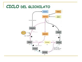 CICLO DEL GLIOXILATO
 