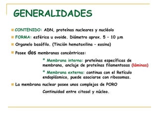 GENERALIDADES
CONTENIDO: ADN, proteínas nucleares y nucléolo
FORMA: esférica u ovoide. Diámetro aprox. 5 – 10 µm
Organelo basófilo. (Tinción hematoxilina – eosina)

Posee   dos   membranas concéntricas:
                º Membrana interna: proteínas específicas de
                membrana, anclaje de proteínas filamentosas (láminas)
                º Membrana externa: continua con el Retículo
                endoplásmico, puede asociarse con ribosomas.
La membrana nuclear posee unos complejos de PORO
                Continuidad entre citosol y núcleo.
 