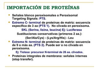 IMPORTACIÓN DE PROTEÍNAS
   Señales blanco peroxisomales o Peroxisomal
    Targeting Signals: PTS.
   Extremo C- terminal de proteínas de matriz: secuencia
    específica de 3 aa (PTS 1). No clivada en peroxisoma.
           SKL (Serina, lisina, leucina) Ej: Luciferasa
       Sustituciones conservativas (primeros 2 aa.):
             (Ser/Ala/Cys) - (Lys/Arg/His) - Leu
   Extremo N- terminal de proteínas de matriz: secuencia
    de 9 o más aa. (PTS 2). Puede ser o no clivada en
    peroxisoma.
      Ej: Tiolasa: precursor N-terminal de 26 aa. clivados.
   Proteínas integrales de membrana: señales internas
    (stop transfer).
 