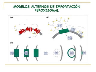 MODELOS ALTERNOS DE IMPORTACIÓN
          PEROXISOMAL
 