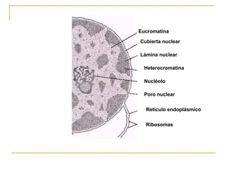 Eucromatina

Cubierta nuclear

Lámina nuclear

  Heterocromatina

  Nucléolo

  Poro nuclear


  Retículo endoplásmico


  Ribosomas
 