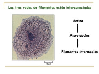 Las tres redes de filamentos están interconectadas



                                      Actina



                                    Microtúbulos



                               Filamentos intermedios
 