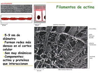 Filamentos de actina




•5-9 nm de
diámetro
•Forman redes más
densas en el cortex
celular
•Son muy dinámicos
•Componentes:
actina y proteínas
que interaccionan
 