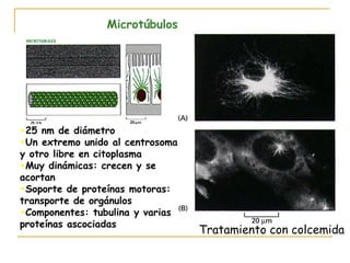 Microtúbulos




•25 nm de diámetro
•Un extremo unido al centrosoma
y otro libre en citoplasma
•Muy dinámicas: crecen y se
acortan
•Soporte de proteínas motoras:
transporte de orgánulos
•Componentes: tubulina y varias
proteínas ascociadas
                                  Tratamiento con colcemida
 