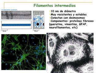Filamentos intermedios
        •10 nm de diámetro
        •Muy resistentes y estables
        •Conectan con desmosomas
        •Componentes: proteínas fibrosas
        (queratina, vimentina, GFAP,
        neurofilamentos, etc)
 