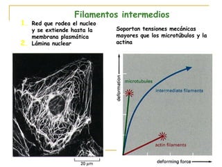 Filamentos intermedios
1. Red que rodea el nucleo
     y se extiende hasta la   Soportan tensiones mecánicas
     membrana plasmática      mayores que los microtúbulos y la
2.   Lámina nuclear           actina
 