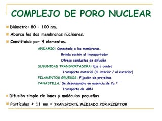 COMPLEJO DE PORO NUCLEAR
Diámetro: 80 – 100 nm.
Abarca las dos membranas nucleares.
Constituido por 4 elementos:
                 ANDAMIO: Conectado a las membranas.
                              Brinda sostén al transportador
                              Ofrece conductos de difusión
                 SUBUNIDAD TRANSPORTADORA: Eje o centro
                               Transporta material (al interior / al exterior)
                 FILAMENTOS GRUESOS: Fijación de proteínas
                 CANASTILLA. Se desensambla en ausencia de Ca     2+


                               Transporte de ARN

Difusión simple de iones y moléculas pequeñas.

Partículas   >   11 nm = TRANSPORTE MEDIADO POR RECEPTOR
 