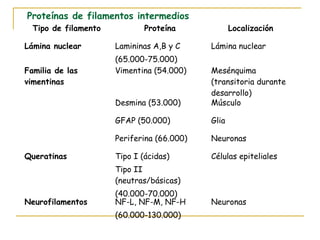 Proteínas de filamentos intermedios
  Tipo de filamento           Proteína             Localización

Lámina nuclear        Lamininas A,B y C     Lámina nuclear
                      (65.000-75.000)
Familia de las        Vimentina (54.000)    Mesénquima
vimentinas                                  (transitoria durante
                                            desarrollo)
                      Desmina (53.000)      Músculo

                      GFAP (50.000)         Glia

                      Periferina (66.000)   Neuronas

Queratinas            Tipo I (ácidas)       Células epiteliales
                      Tipo II
                      (neutras/básicas)
                      (40.000-70.000)
Neurofilamentos       NF-L, NF-M, NF-H      Neuronas
                      (60.000-130.000)
 