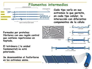 Filamentos intermedios
                                     Cada tipo varía en sus
                                     extremos lo que permite,
                                     en cada tipo celular, la
                                     interacción con diferentes
                                     componentes de la célula



Formados por proteínas
fibrilares con una región central
que contiene repeticiones en
heptada.

El tetrámero ( la unidad
fundamental) no está
polarizada.

Se desensamblan al fosforilarse
en los extremos amino.
 