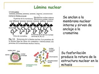 Lámina nuclear

                 Se anclan a la
                 membrana nuclear
                 interna y sirven de
                 anclaje a la
                 cromatina




             Su fosforilación
             produce la rotura de la
             estructura nuclear en la
             mitosis
 
