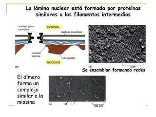 La lámina nuclear está formada por proteínas
       similares a los filamentos intermedios




                        Se ensamblan formando redes
El dímero
forma un
complejo
similar a la
miosina
 