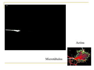 Actina




Microtúbulos
 