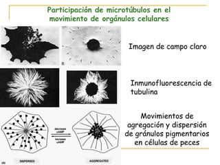 Participación de microtúbulos en el
movimiento de orgánulos celulares


                       Imagen de campo claro



                       Inmunofluorescencia de
                       tubulina


                          Movimientos de
                      agregación y dispersión
                     de gránulos pigmentarios
                        en células de peces
 