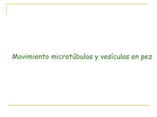 Movimiento microtúbulos y vesículas en pez
 