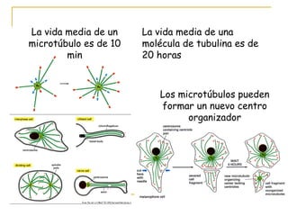 La vida media de un    La vida media de una
microtúbulo es de 10   molécula de tubulina es de
        min            20 horas



                           Los microtúbulos pueden
                           formar un nuevo centro
                                 organizador
 
